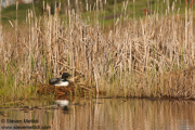WESTERN CANADA - June 2011